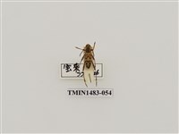 藏品(側紋黃虎天牛)的圖片